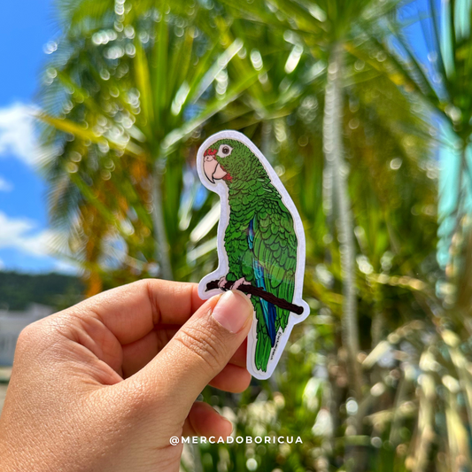 Sticker Cotorra Puertorriqueña | Ave Endémica en Peligro | Vinil Premium